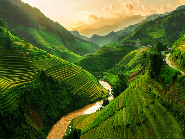 Vietnam rice fields_crop